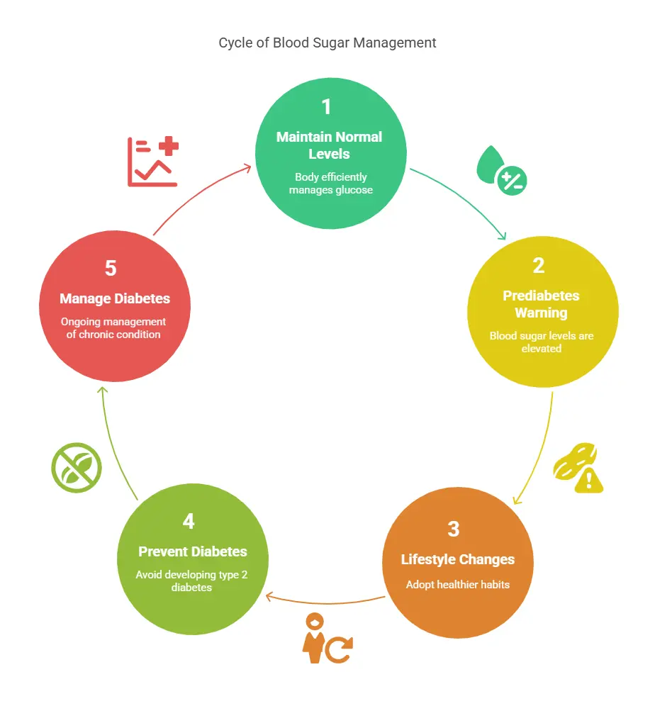 Cycle of Blood Sugar Management